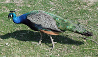 peacock